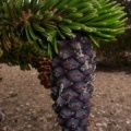 Pinus longaeva