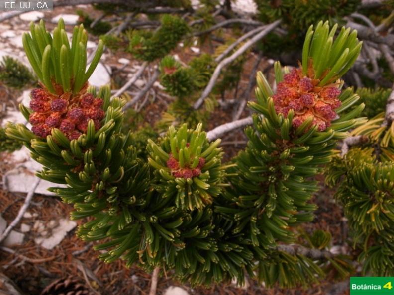Pinus longaeva fdl-7.jpg