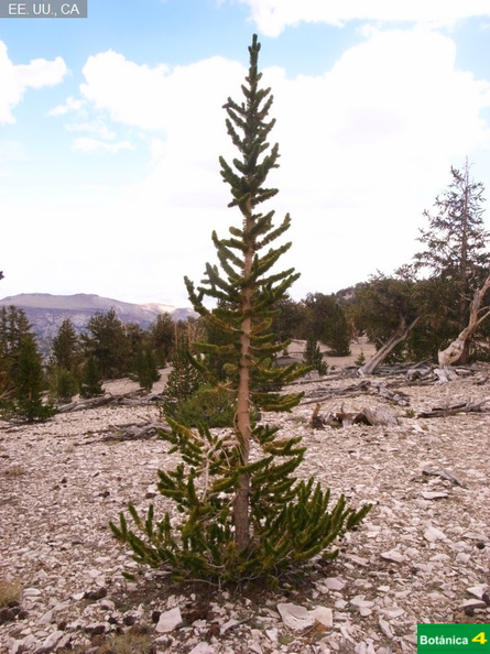 Pinus longaeva fdl-6.jpg