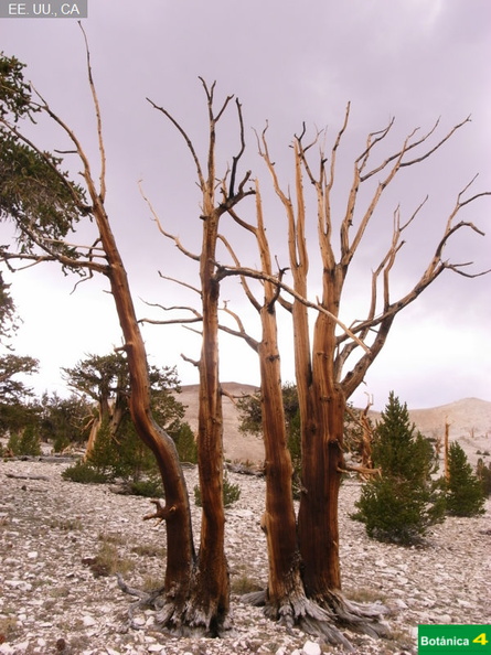 Pinus longaeva fdl-8.jpg