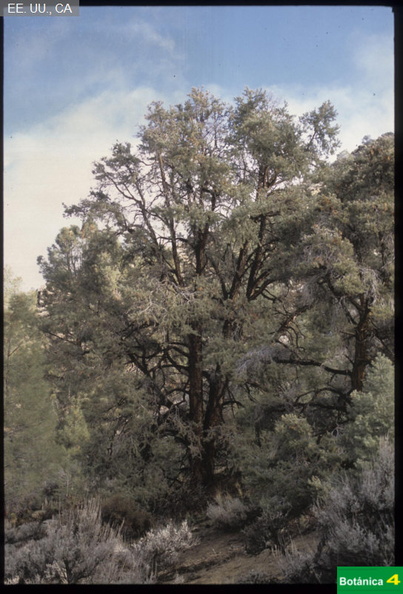 Pinus monophylla fdl-1.jpg