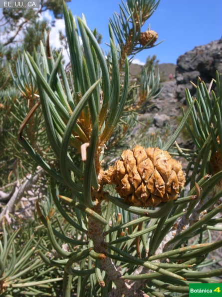 Pinus monophylla fdl-3.jpg
