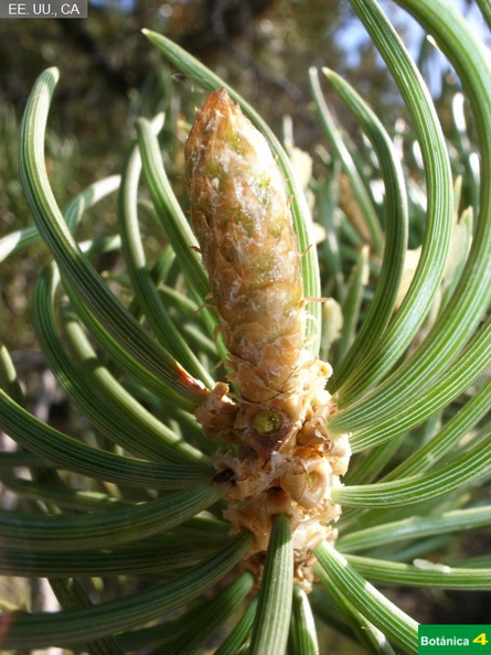 Pinus monophylla fdl-2.jpg