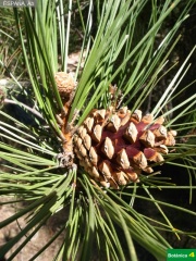 Pinus nigra subsp. salzmanii, pi__a