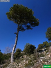 Pinus nigra subsp. salzmanii, pin__a