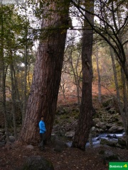 Pinus nigra subsp. salzmanii