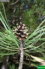 Pinus nigra subsp. salzmanii