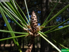 Pinus pinaster, cono femenino 1er a__o