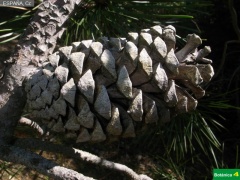 Pinus pinaster, pi__a femenina