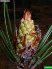 Pinus pinaster, pi__a masculina