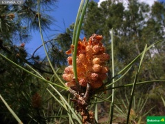 Pinus pinaster, pi__a masculina