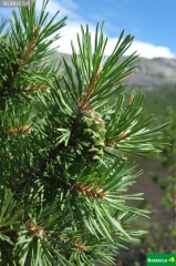 Pinus sylvestris