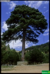 Pinus uncinata ssp. salzmanii