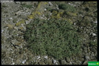 Plantago alpina