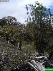 Pleomele auwahiensis