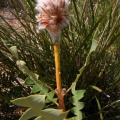 Proteaceae, yemas florales