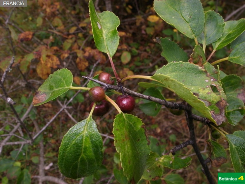 Prunus mahaleb cf.jpg