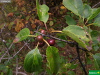 Prunus mahaleb cf.