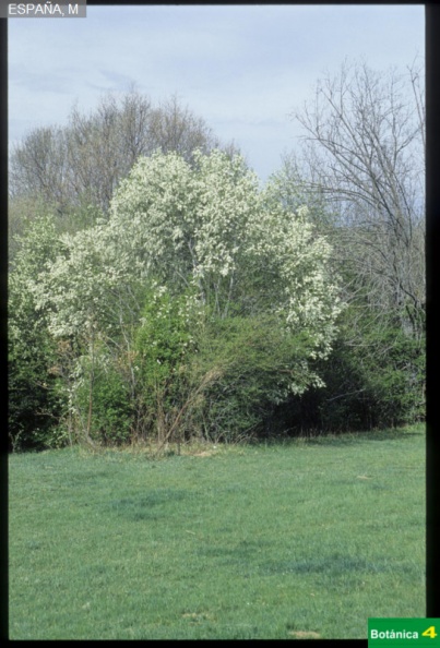 Prunus padus fdl.jpg