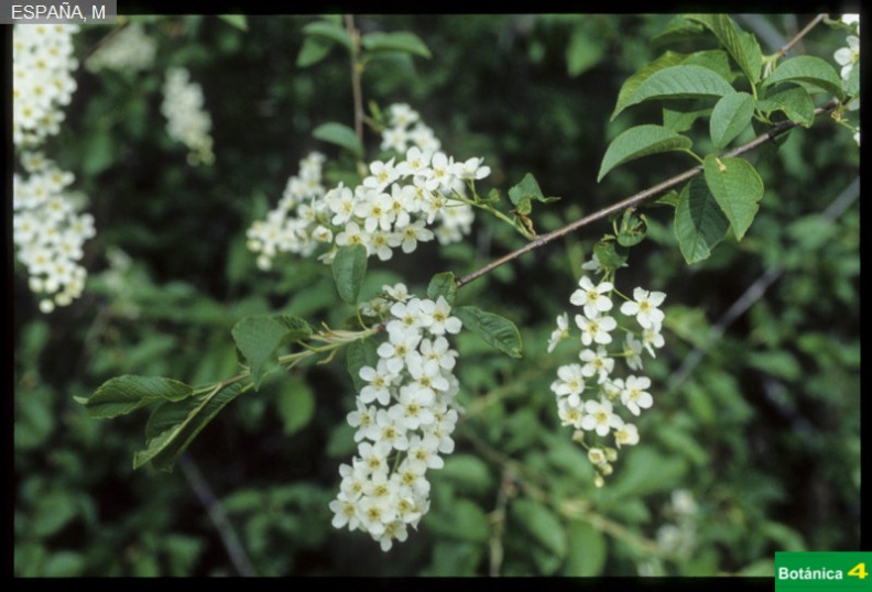 Prunus padus fdl-1.jpg