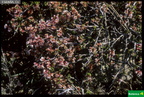 Prunus postrata
