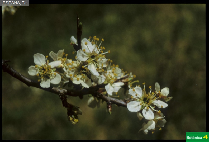 Prunus spinosa fdl.jpg