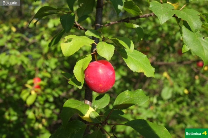 Prunus sp.jpg