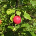 Prunus sp.