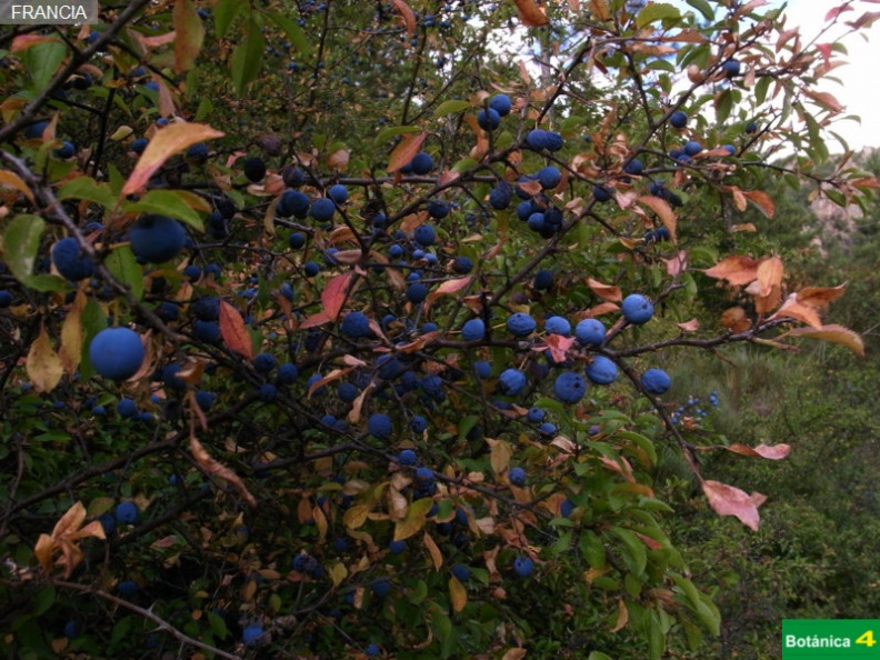 Prunus spinosa fdl-1.jpg