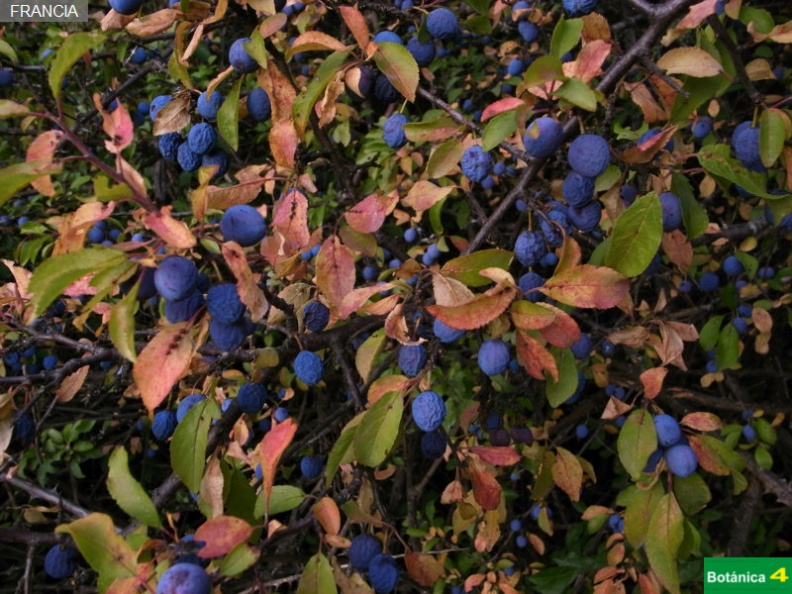 Prunus spinosa fdl-2.jpg