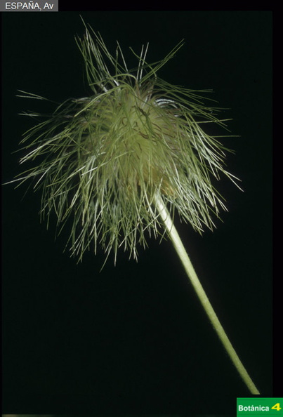 Pulsatilla alpina subsp.jpg
