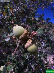 Quecus berberidifolia gr.