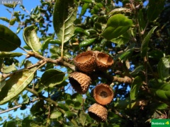 Quercus agrifolia cf