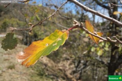 Quercus canariensis, hoja en invierno