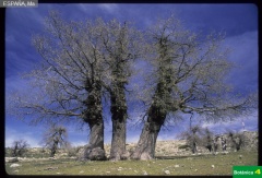 Quercus faginea ssp. faginea