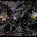 Ranunculus acetosellifolius