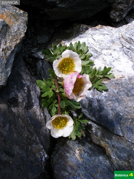 Ranunculus glacialis fdl-2.jpg
