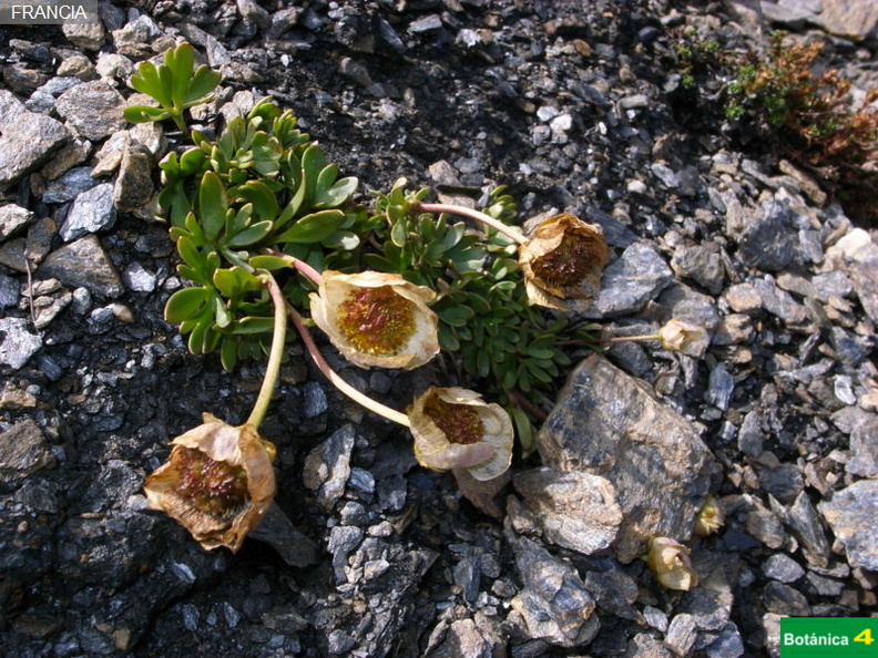 Ranunculus glacialis fdl-1.jpg