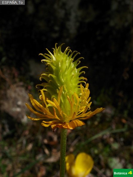 Ranunculus ollissiponensis ollissiponensis fdl-1.jpg