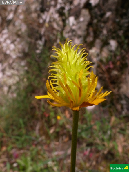 Ranunculus ollissiponensis ollissiponensis fdl.jpg