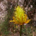 Ranunculus ollissiponensis ollissiponensis