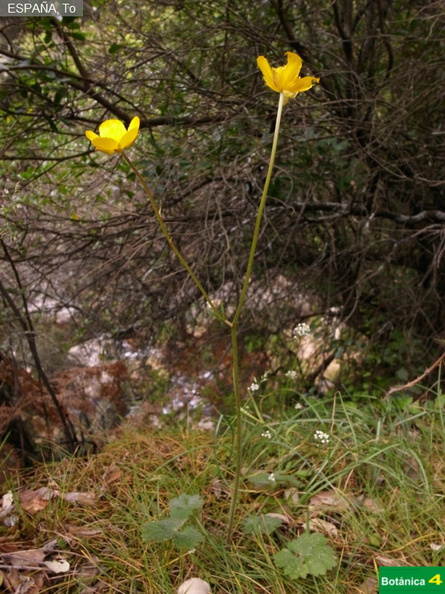 Ranunculus ollissiponensis ollissiponensis fdl-3.jpg