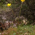 Ranunculus ollissiponensis ollissiponensis