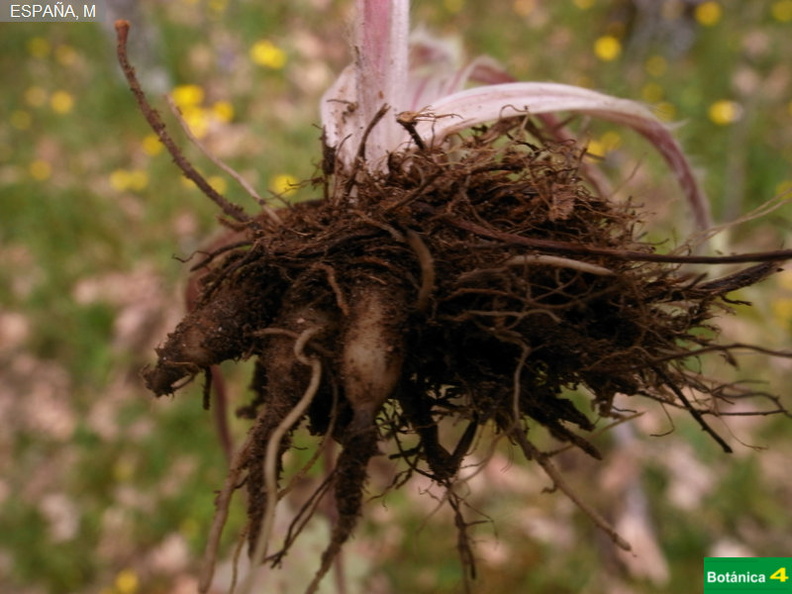 Ranunculus ollissiponensis ollissiponensis fdl-5.jpg