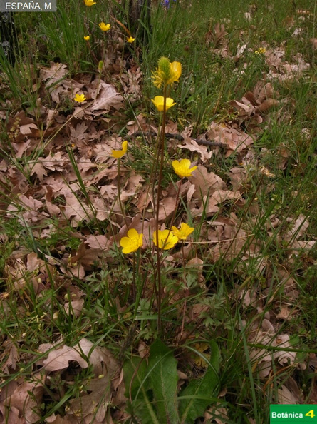 Ranunculus ollissiponensis ollissiponensis fdl-7.jpg