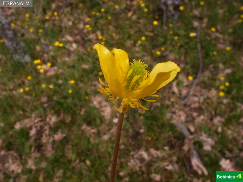 Ranunculus ollissiponensis ollissiponensis fdl-6.jpg
