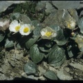 Ranunculus parnassifolius