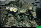 Ranunculus parnassifolius