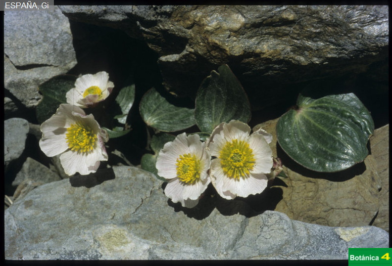 Ranunculus parnassifolius fdl-1.jpg