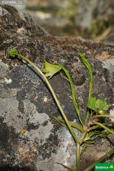 Ranunculus peltatus fdl-1.jpg